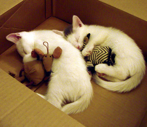 马拉松赛路线优化结合城市景观设计,城市马拉松方案