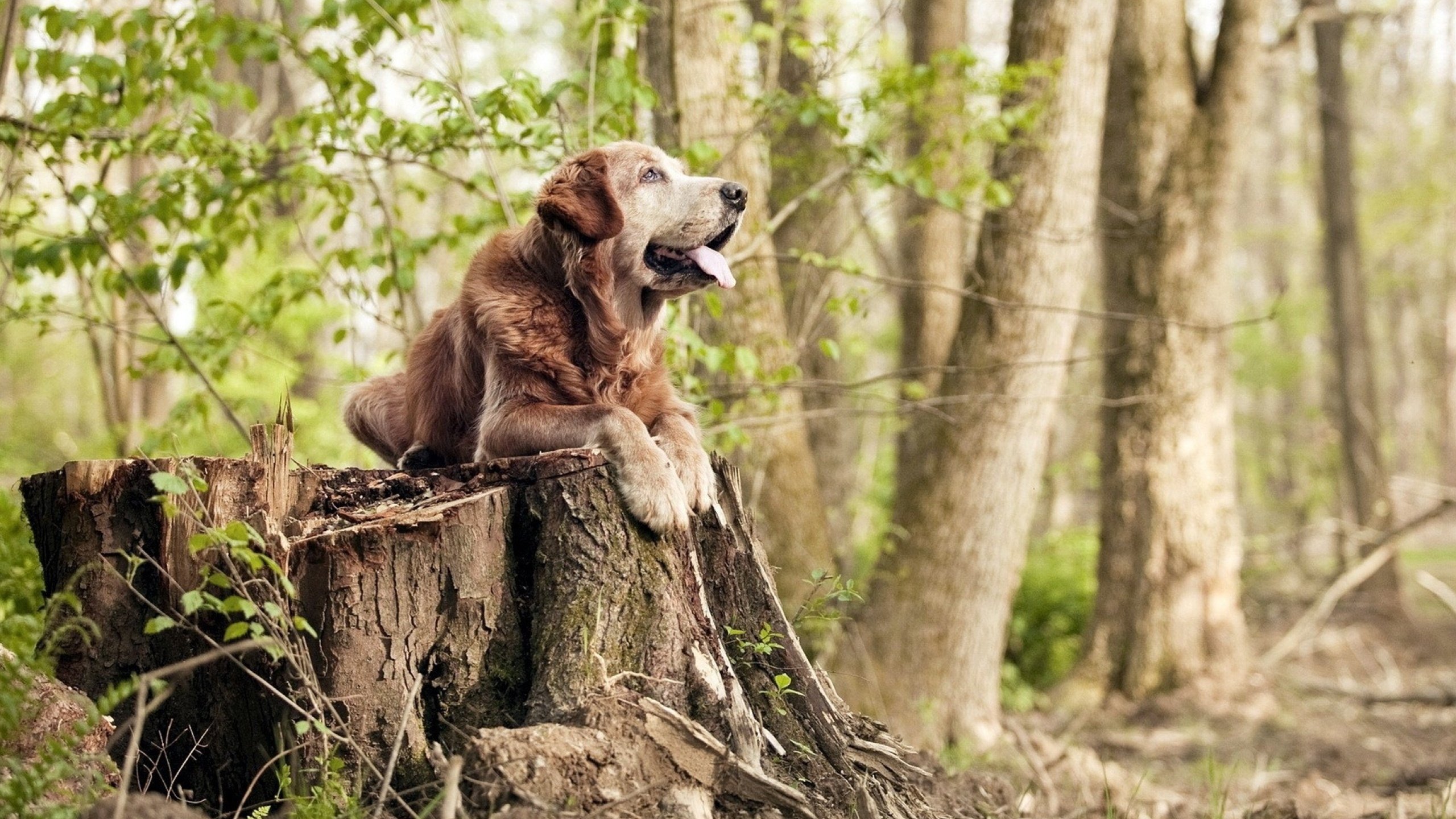 体育营销峰会探讨品牌跨界合作趋势,中国体育营销创新案例